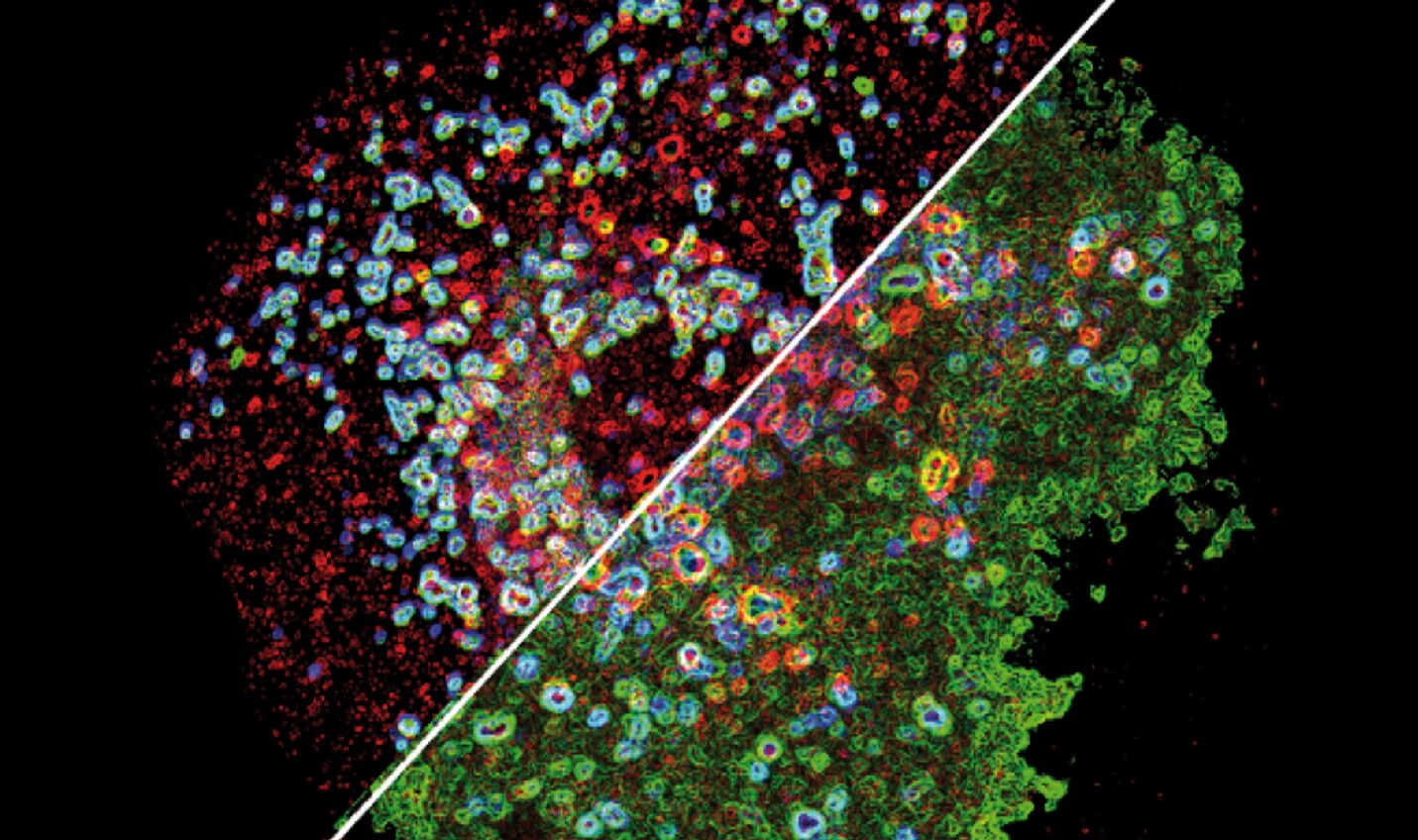 MHC class II stabilization at the surface of human dendritic cells is the result of maturation-dependent MARCH I down-regulation